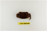 藏品(奧氏後相手蟹)的圖片